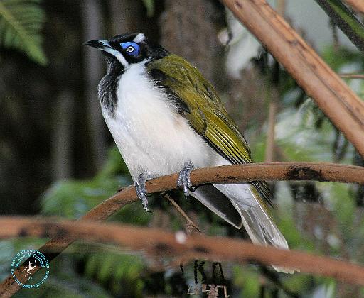Blue Faced Honeyeater 9Y209D-251.JPG
